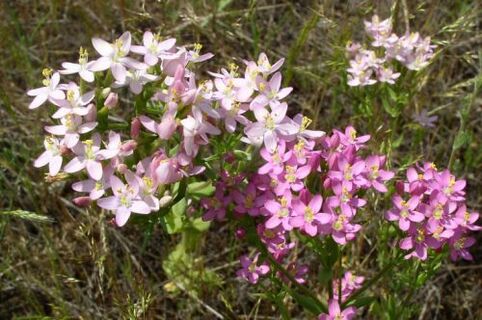 Zlatý z dôvodu odmietnutia alkoholu